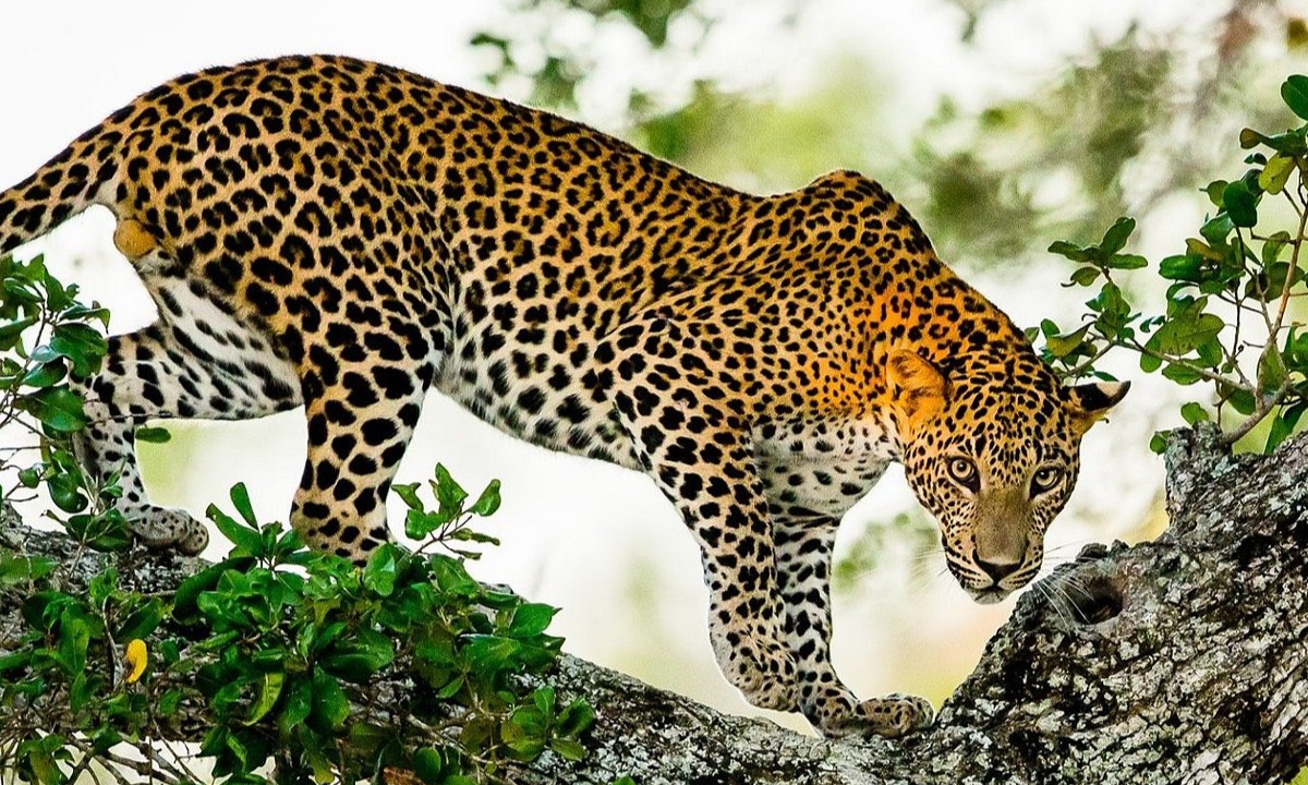14 Days Grand Sri Lanka Tour