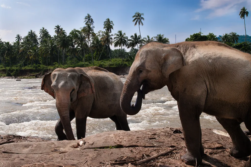 Minneriya Safari
