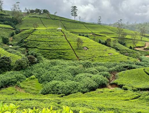Tea Estates Nuwara Eliya