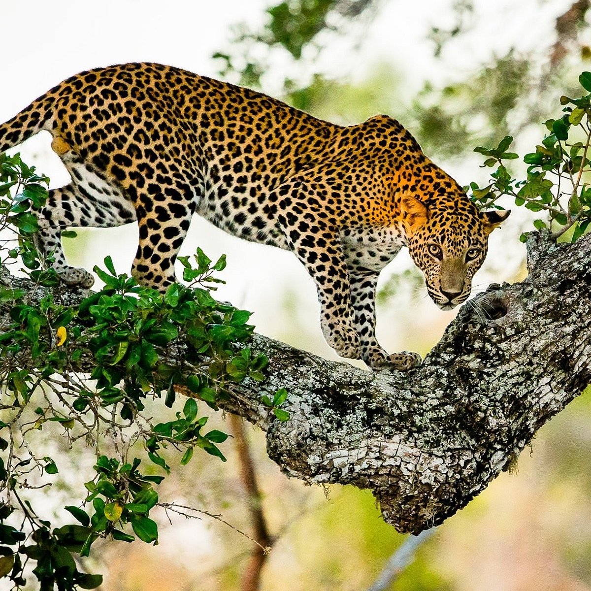 Yala National Park Safari