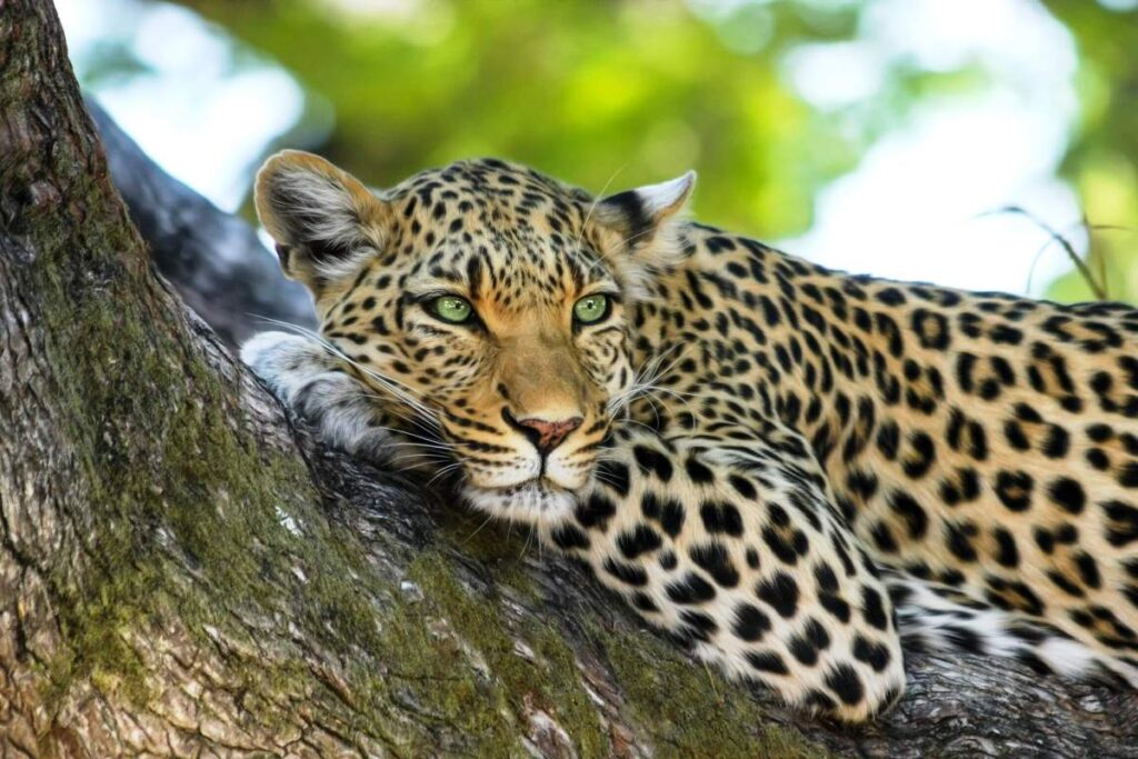 Yala Safari Adventure